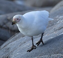 Keltatuppinokka (Chionis albus)