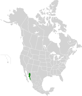Carte de la forêt sèche subtropicale de transition Sonora-Sinaloan.svg