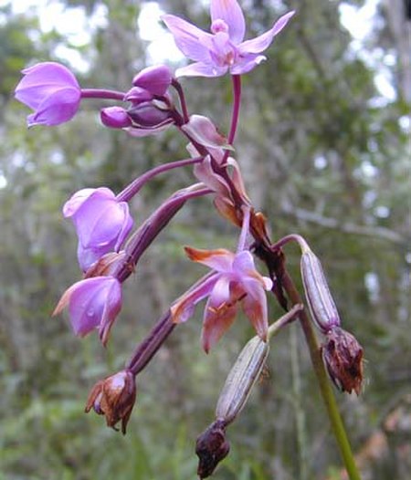 Spathoglottis flwrs reduced.jpg