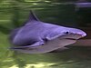 A gray shark with a blunt snout and small black eyes