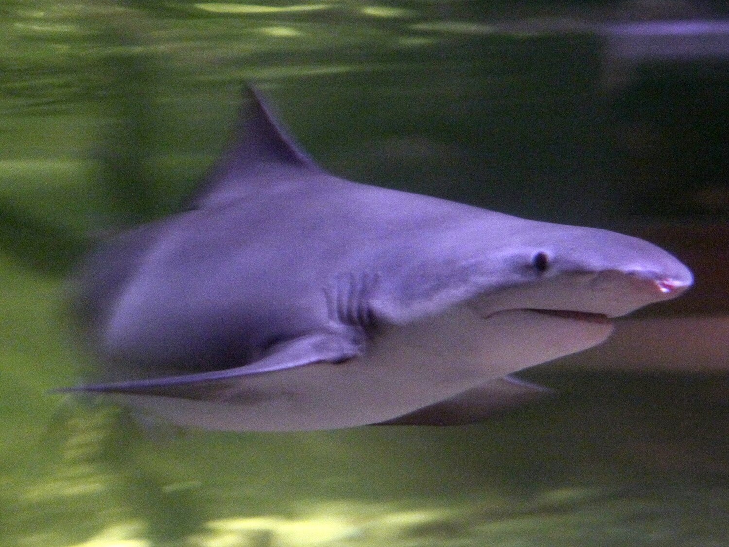 Carcharhinus falciformis - Wikiwand