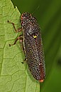 Speckled Sharpshooter - Paraulacizes irrorata, Meadowwood Farm SRMA, Mason Neck, Virginia.jpg