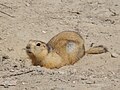 Thumbnail for Yellow ground squirrel