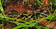 Thumbnail for Sphagnum frog