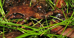 Resmin açıklaması Sphagnum Frog - Philoria sphagnicolus.jpg.