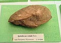en:Spitidiscus rotula Sow., Lower en:Hauterivian, Hitrino, Shumen Province at the en:Sofia University "St. Kliment Ohridski" Museum of Paleontology and Historical Geology