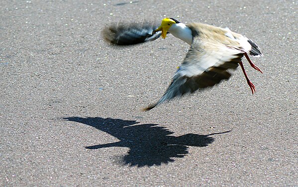 A truly strange bird that has sharp spurs on the bend of its wings