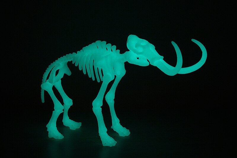 File:Squelette de mammouth laineux (Mammuthus primigenius) en plastique phosphorescent.jpg