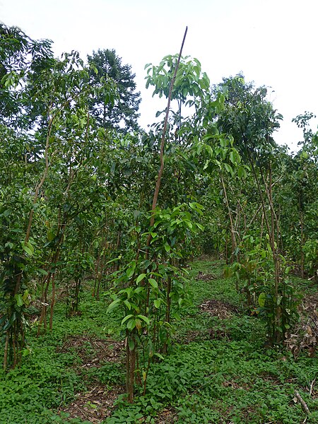 File:Sri Lanka-Cinnamomum verum (2).jpg