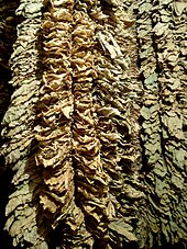 Stacks of dried Turkish tobacco in Prilep, North Macedonia Stacks of tobacco in Prilep.JPG