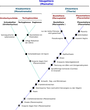 Saugetiere Wikipedia