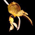 Stanhopea wardii Orchi 02. jpg