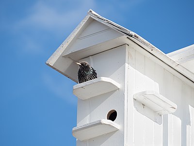 European starling at a birdhouse in Staten Island, New York