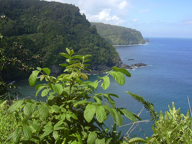 File:Starr-040209-0073-Spathodea campanulata-view coast-Hana Hwy-Maui (24071507813).jpg