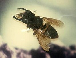 Megachile pluto