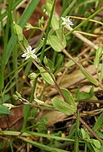 Miniatura per Stellaria alsine