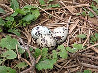 Tre ägg i ett bo på Great Gull Island