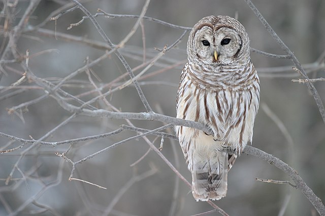 橫斑林鴞 (Strix varia)