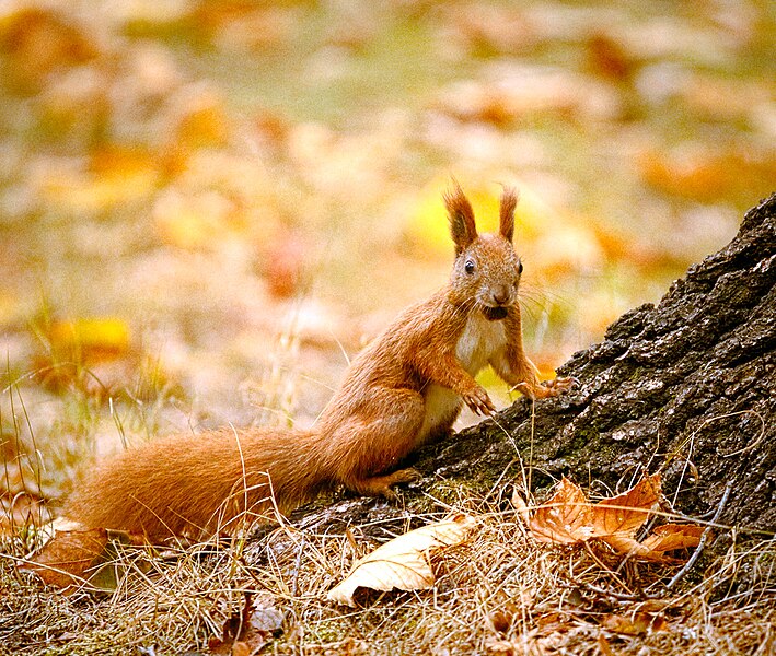 File:Stuffed squirrel (22294114152).jpg