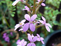 A protocarnivorous flypaper trap below the flowers of Stylidium productum. Stylidium productum.JPG