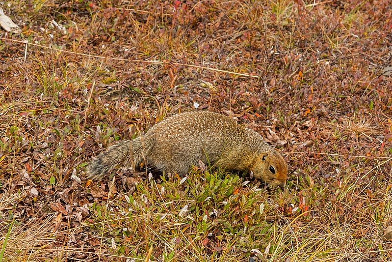 File:Suslik ártico (Spermophilus parryii), Parque nacional y reserva Denali, Alaska, Estados Unidos, 2017-08-30, DD 68.jpg