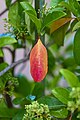 Sweet Viburnum senescent leaf (Viburnum odoratissimum).