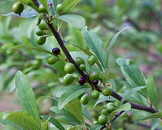 <i>Sideroxylon lycioides</i> Species of tree