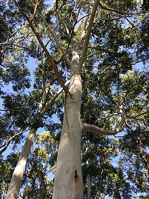 Beskrivelse af Sydney Blue Gum (E.saligna) .jpg-billede.