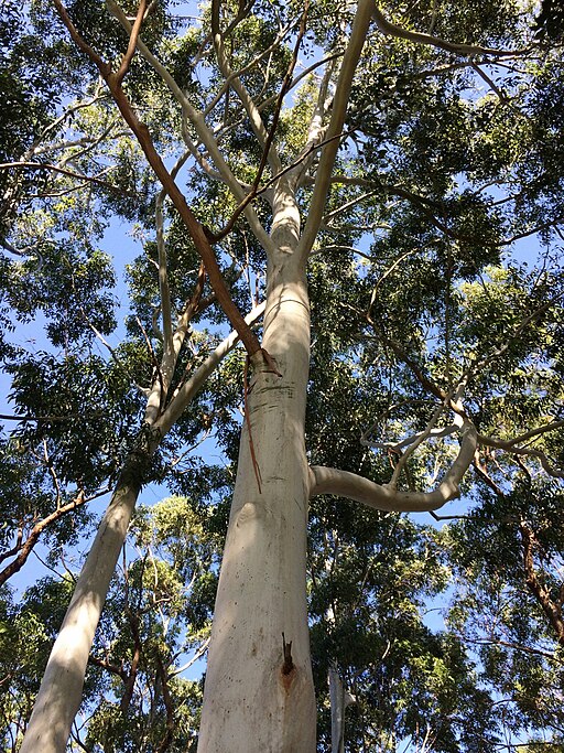 Sydney Blue Gum (E.saligna)