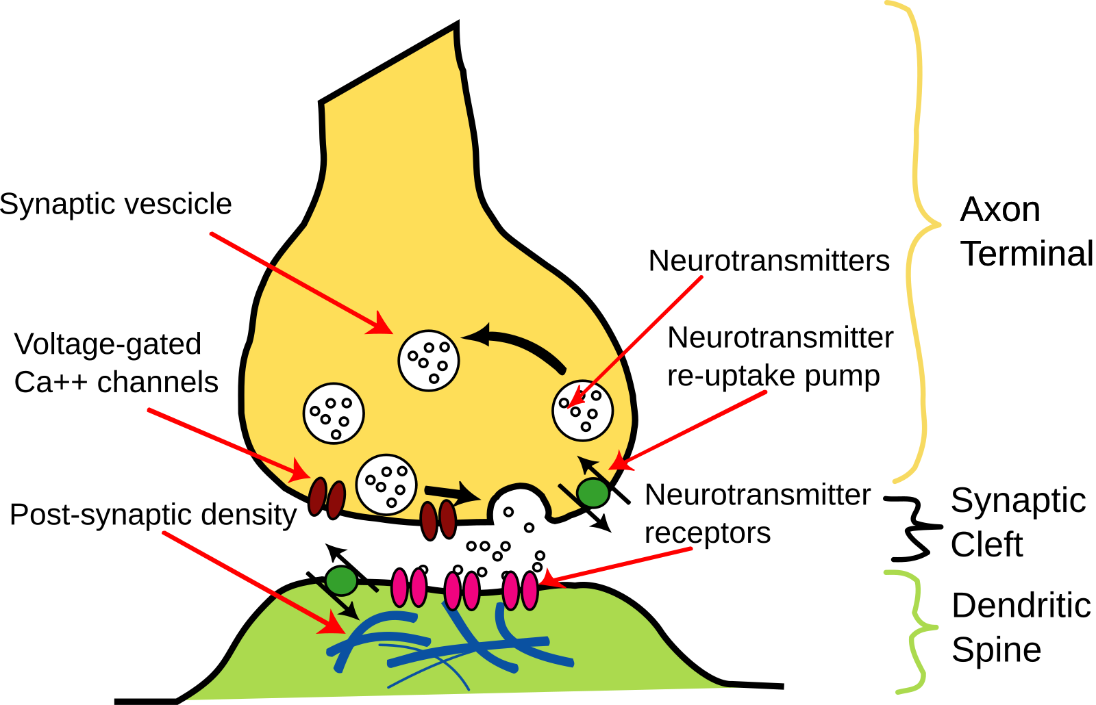 Место контакта между двумя нейронами. Структура химического синапса рисунок. Схема строения химического синапса. Строение нервной клетки синапс. Синапс строение рецепторы.
