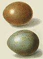 Sypheotides indicus - eggs- Finn.jpg