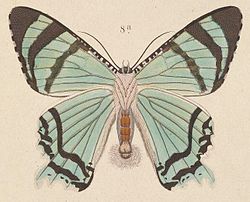 T7-08a-Alcides agathyrsus (Kirsch, 1877) -underside.JPG