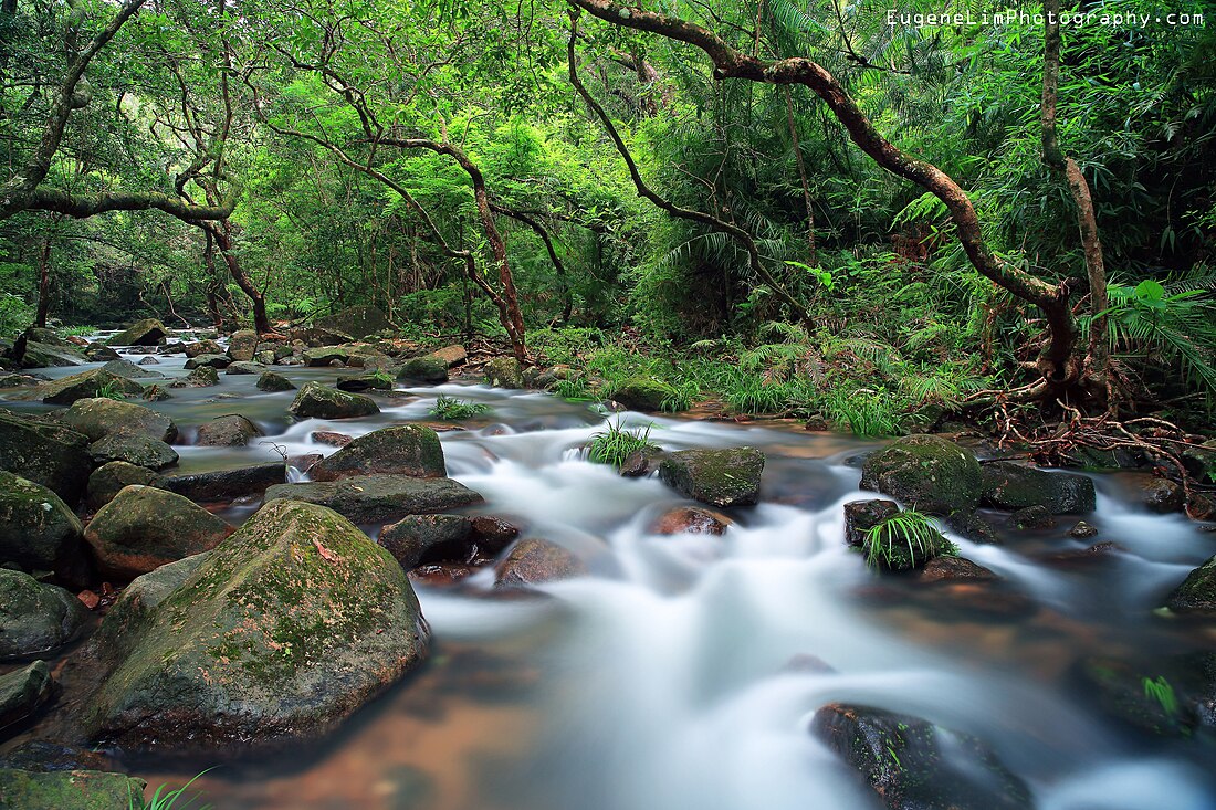 Tai Po Kau Nature Reserve