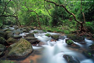 <span class="mw-page-title-main">Tai Po Kau Nature Reserve</span> Nature reserve in Hong Kong