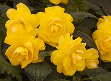 yellow flower blossoms of Begonia festiva