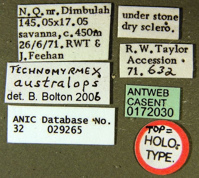 File:Technomyrmex australops casent0172030 label 1.jpg