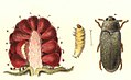 drawing of a beetle living on raspberry