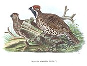 List Of Galliformes By Population