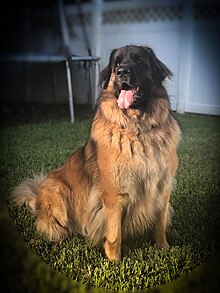 leonberger lab mix