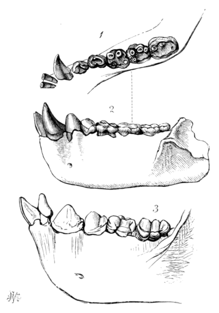 The Geologist, volume 5, plate 6, figures 1, 2 and 3.png