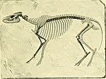 Kuda - perlakuan dalam kesehatan dan penyakit, dengan panduan lengkap untuk pembibitan, pelatihan dan manajemen (1905) (14591795580).jpg