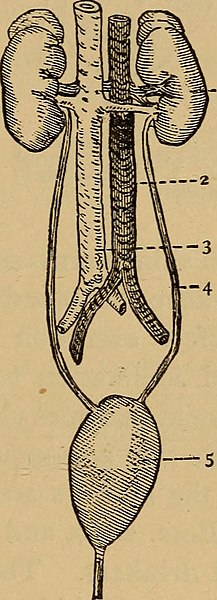 File:The eclectic guide to health; or, Physiology and hygiene (1887) (14597618877).jpg