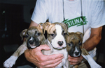 Miniatuur voor Bestand:Three female Amstaff puppies.png