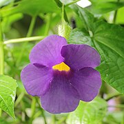 Thunbergia natalensis-IMG 0460.jpg