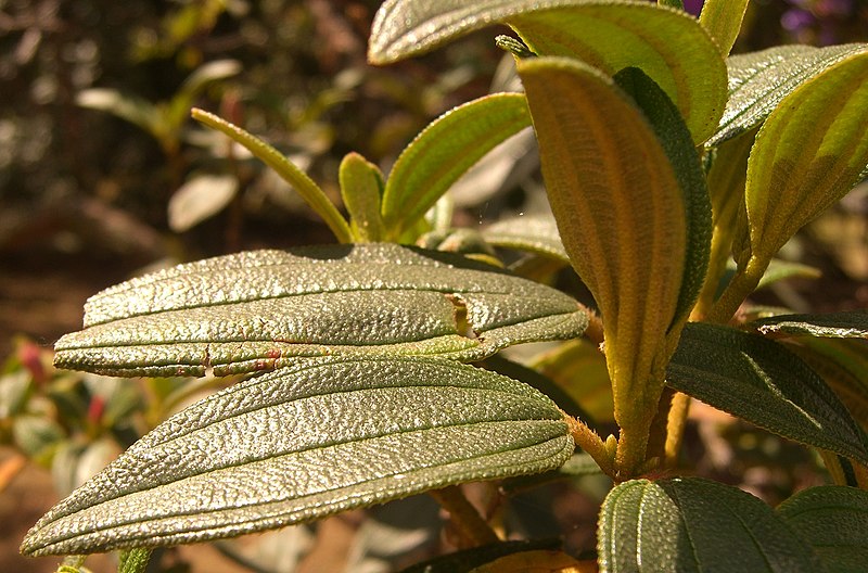 File:Tibouchina lepidota (5).jpg