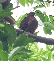 Timor Cuckoo-Dove imported from iNaturalist photo 332870006 on 3 May 2024.jpg