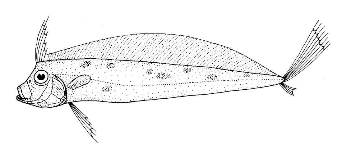 File:Trachipterus trachypterus (Ribbon fish).gif