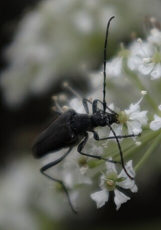 <i>Trachysida aspera</i> Species of beetle