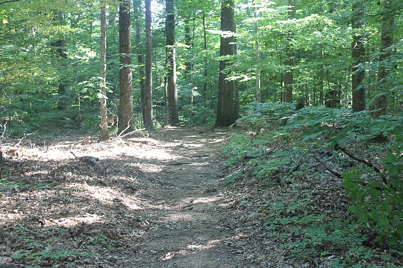 File:Trail on the Natchez Trace IMG 7003.JPG