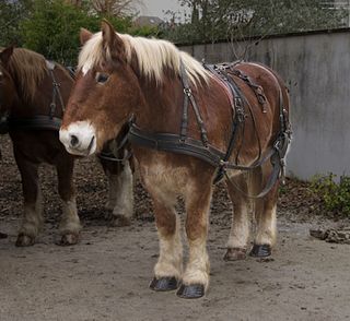 <span class="mw-page-title-main">Breton horse</span> Breed of draft horse developed in Brittany